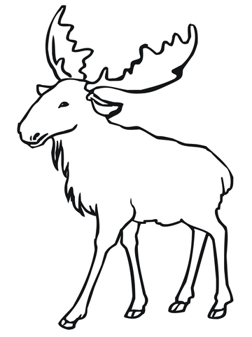 Eurasian Elk (Moose) Coloring Page